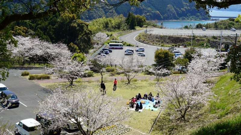 かどがわ温泉「心の杜」 門川町の桜名所