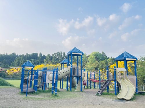 心の杜多目的広場 桜の花が終わるとイペーの黄色い花の登場です元気がでますね